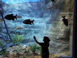 Bioparque Pantanal celebra marca de 1 mi de visitantes e é referência no turismo