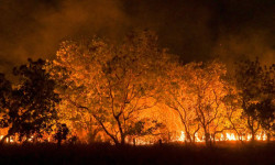 Amazônia tem o maior número de queimadas e incêndios em 17 anos