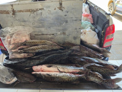 Operação Piracema já apreendeu mais de 400 quilos de pescado em MS