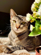 Animais domésticos terão direito a RG com cadastro nacional