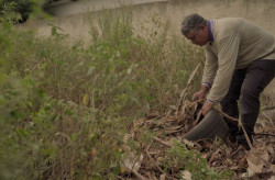 MS registra 16.207 casos confirmados de dengue