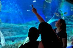 Bioparque encerra 2024 com recorde de público, avanços científicos e inclusão