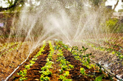 Dia do agricultor: ações do Governo fortalecem a produção do campo