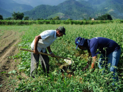 Agricultura familiar: programas aumentam renda de produtores em até 106%