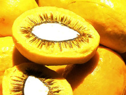 Lula sanciona projeto que estimula produção de frutos do Cerrado