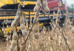 Abertura Nacional da Colheita da Soja será realizada no Mato Grosso