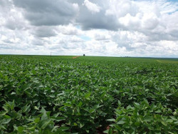 Prazo para cadastro de áreas de soja encerra nesta sexta-feira em MS