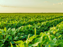 Área plantada de soja em MS deve ser declarada até esta sexta-feira
