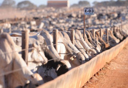 Boiada bem nutrida: como ajustar alimentação na mudança da seca para as águas
