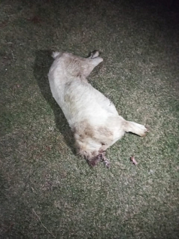 Cachorro mutilado em Ponta Porã (Imagem: GCMFron)