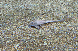 Bioparque Pantanal é o mais novo associado da Azab