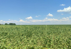 Estresse hídrico impacta mais de 1,3 milhão de hectares de soja em MS