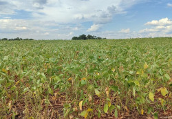 Safra de soja 24/25: cerca de 30 municípios foram impactados com a falta de chuva