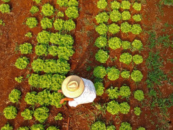 Programa qualificará recém-formados de MS para atuar na agricultura familiar