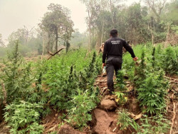 Polícia destrói acampamento e mais lavouras de maconha na fronteira de MS