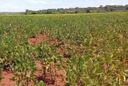 Falta de chuva impacta safra de soja em 30 municípios de MS, principalmente na região sul