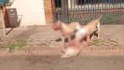 Pitbulls escapam de casa e matam 2 cães em MS