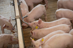 Suinocultura de MS mira em tecnologia e sustentabilidade e já cresce acima da catarinense