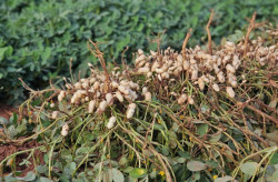 Cultivo do amendoim cresce e consolida MS como 2º maior produtor no país