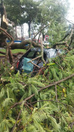 Árvore cai sobre carro durante chuva em Dourados
