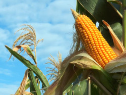 Alta do milho brasileiro depende da colheita da soja e da safra argentina