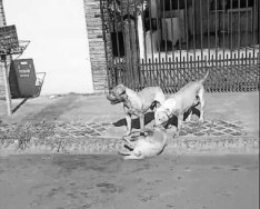 Dona de cães que mataram um cachorro e deixaram outro ferido responderá por omissão