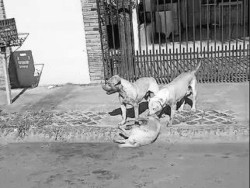 Dona de cães que mataram um cachorro e deixaram outro ferido responderá por omissão