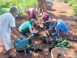 Mato Grosso do Sul avança com a inclusão de fitoterápicos na saúde pública