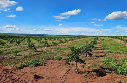 Cassilândia se torna polo de produção de laranjas e deve ter 3 mil hectares