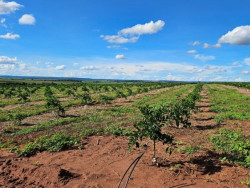 Cassilândia se torna polo de produção de laranjas e deve ter 3 mil hectares