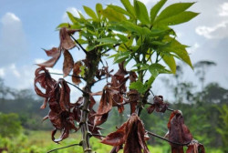 Vassoura-de-bruxa da mandioca é detectada e Brasil declara emergência fitossanitária