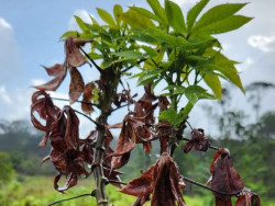 Vassoura-de-bruxa da mandioca é detectada e Brasil declara emergência fitossanitária