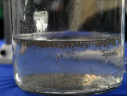 MS contabiliza 1,1 mil casos prováveis de dengue e 253 confirmações