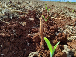 MS deve produzir 10,2 milhões de toneladas de milho na 2ª safra 2024/2025