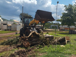 Prefeitura remove árvores no interior da Feira Central e garante segurança