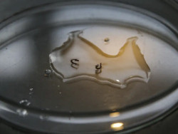 Campanha de mobilização contra dengue nas escolas começa nesta segunda