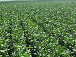 Brasil deve exportar até 11 milhões de toneladas de soja em fevereiro