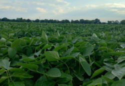 Produtores rurais passam a emitir Nota Fiscal de Produtor Eletrônica este mês