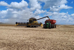 Safra de soja 2024/2025: Colheita alcança cerca de 12% da área em MS