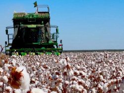 Produção global de algodão em 2024/25 deve aumentar 5,9%, diz Icac