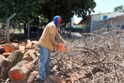 Trechos da Hayel Bon Faker serão interditados neste sábado para corte de árvores