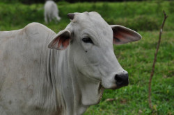 Arroba do boi gordo teve queda na semana mesmo com avanço das exportações