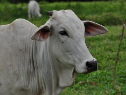 Arroba do boi gordo teve queda na semana mesmo com avanço das exportações