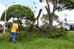 Prefeitura remove árvores em risco de queda e faz plantio de Ipês