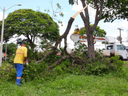 Prefeitura remove árvores em risco de queda e faz plantio de Ipês