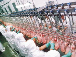 Exportação de carne de frango cresce 9,4% e atinge 443 mil t, recorde para o mês
