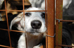 Ferramenta registra 40 denúncias por semana e combate aos maus-tratos de animais