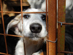 Ferramenta registra 40 denúncias por semana e combate aos maus-tratos de animais