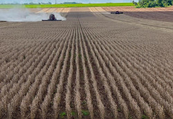 MS já colheu 770 mil hectares da safra de soja 2024/2025