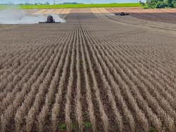 MS já colheu 770 mil hectares da safra de soja 2024/2025
